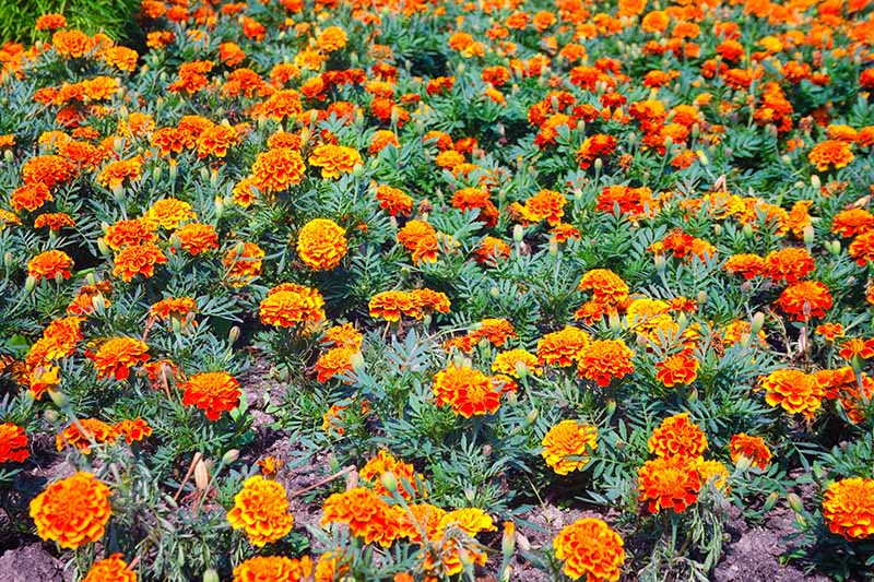 A close up horizontal image of a swath of orange marigolds growing in the garden.