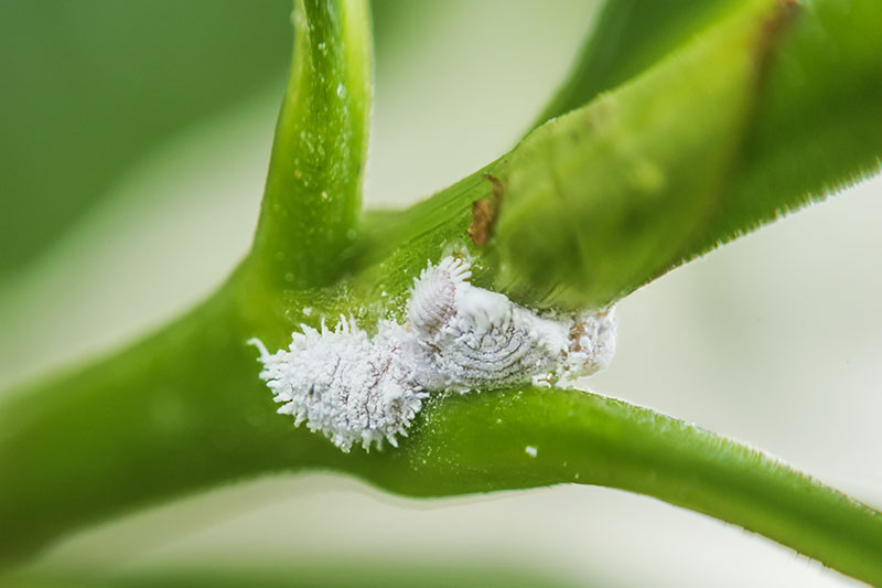 A close up horizontal image of mealybugs infesting the stem of a plant, pictured on a soft focus background.