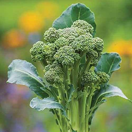 A close up square image of 'Montebello' sprouting broccoli growing in the garden pictured on a soft focus background.