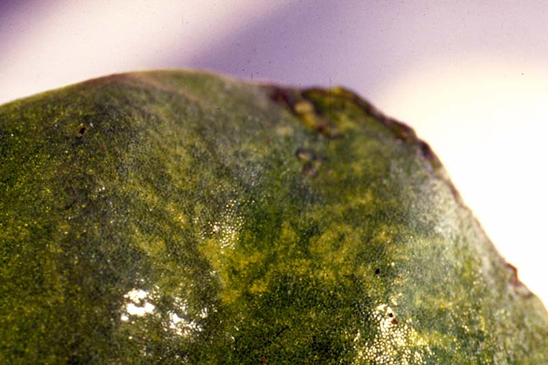 A close up horizontal image of a section of a leaf suffering from a mosaic virus pictured on a soft focus background.