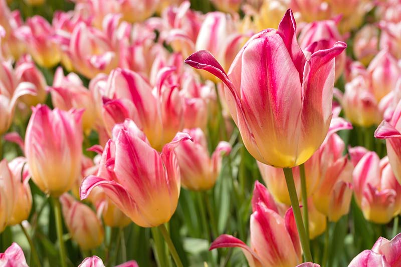 A horizontal image of a garden planted with pink and yellow bicolored tulips in a naturalized planting, pictured in bright sunshine on a soft focus background.