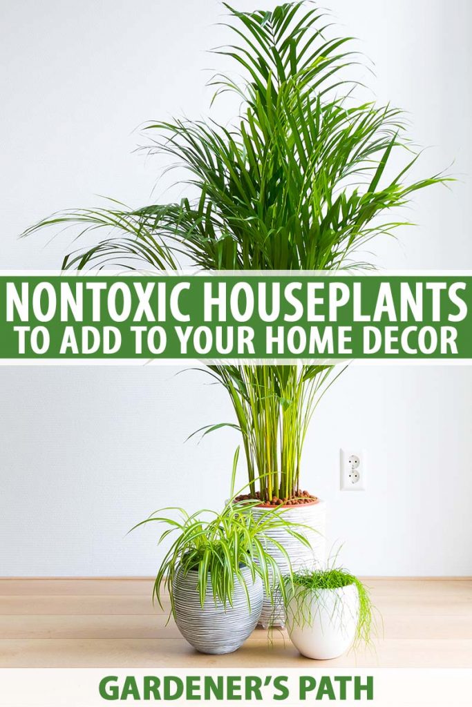 Nontoxic Houseplants Pin