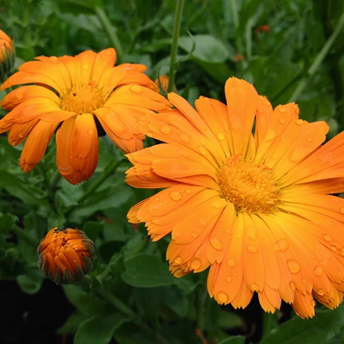 A close up square image of orange pot marigold flowers growing in the garden.
