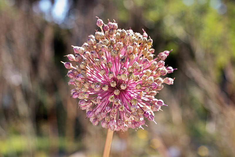 A close up horizontal image of an ornamental allium growing in the garden in the process of setting seed, pictured in bright sunshine on a soft focus background.