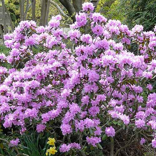 A close up square image of lilac 'PJM' rhododendron shrub growing in the garden pictured in bright sunshine.