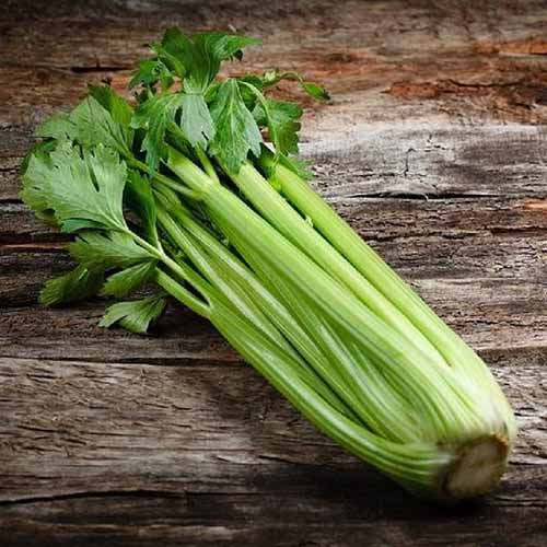A close up square image of freshly harvested 'Pascal' celery set on a wooden surface.