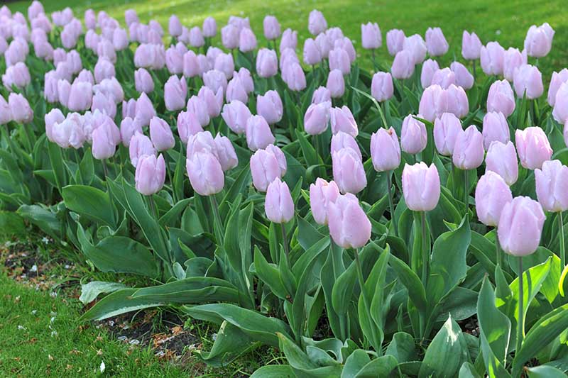 A close up horizontal image of a garden bed planted with light purple Single Early tulips, pictured in light sunshine.