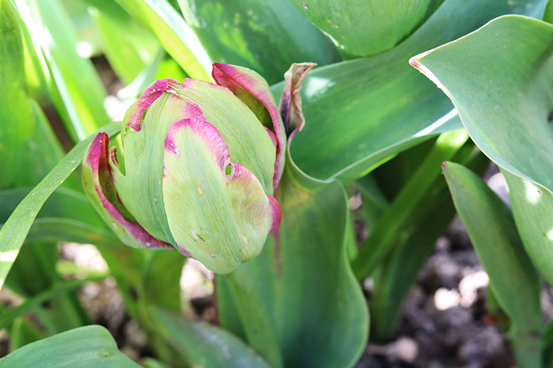 A close up horizontal image of a small peony tulip bud growing in the garden with foliage in soft focus in the background.