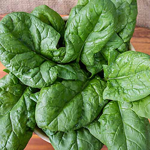 A close up square image of freshly harvested 'Persius Hybrid' spinach in a bowl set on a wooden surface.