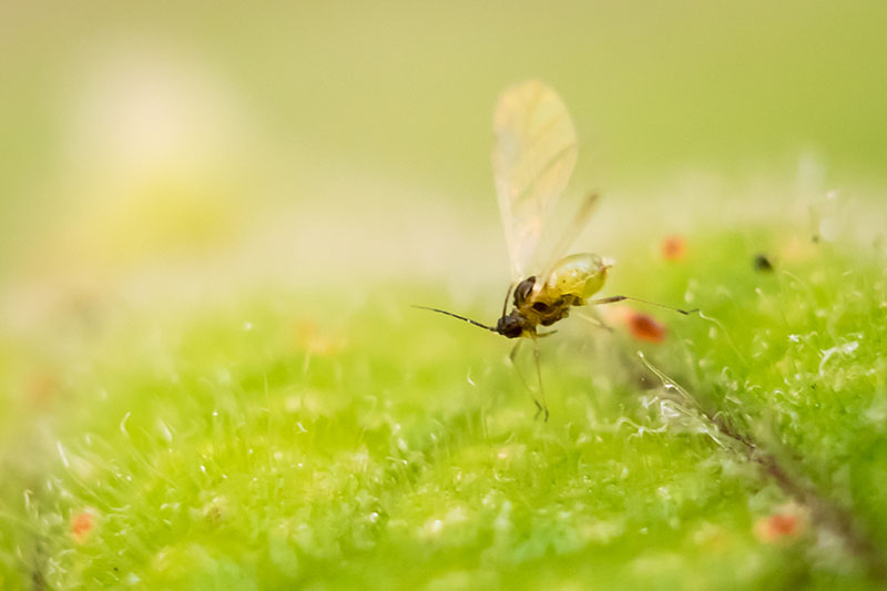 A close up horizontal image of a fungus gnat landing on a green leaf pictured on a soft focus background.