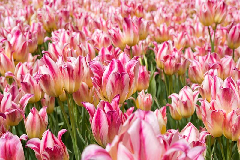 A horizontal image of bright pink and white multiflowered tulips growing in the garden in bright sunshine.