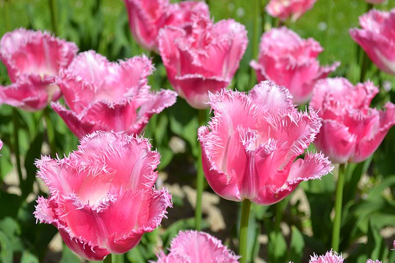 A close up horizontal image of bright pink Fringed tulips growing in the garden pictured in bright sunshine on a soft focus background.