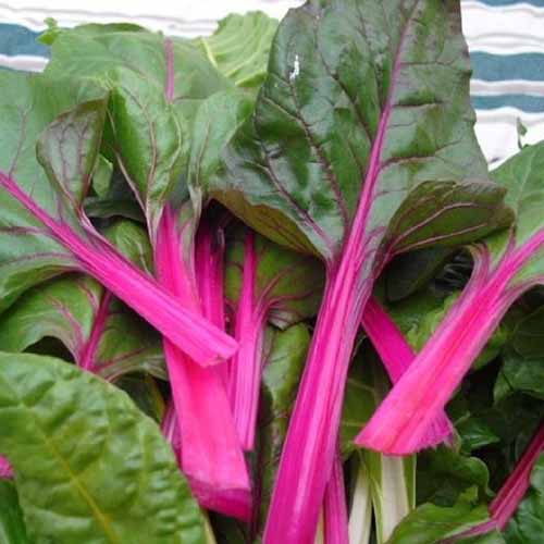 A close up square image of freshly harvested 'Pink Lipstick' Swiss chard leaves set on a kitchen surface.