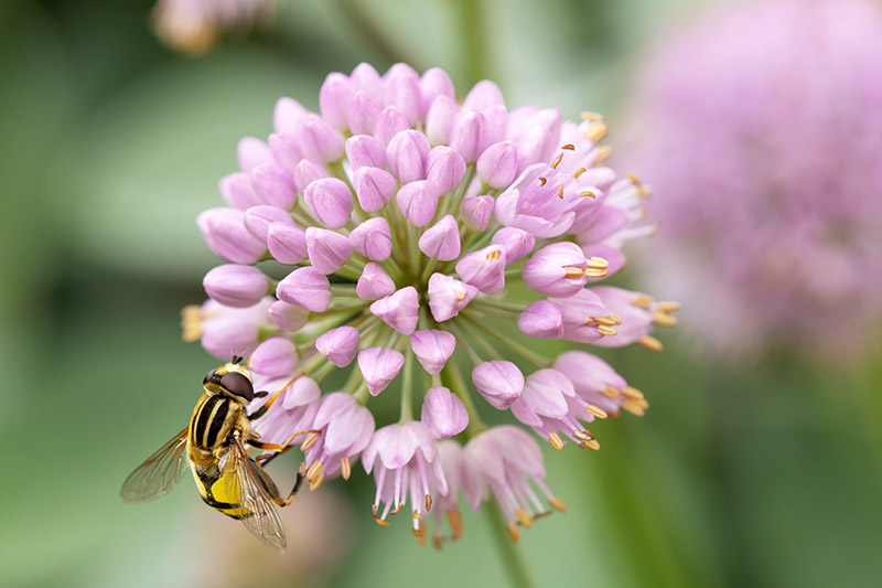 A close up of a pink flower with a bee feeding, pictured on a soft focus background.