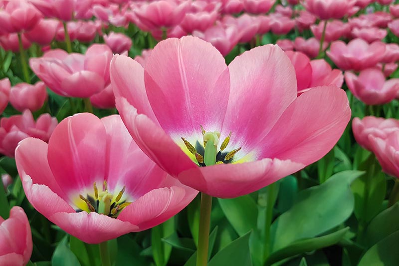 A close up horizontal image of bright pink Fosteriana tulips fully opened out, with foliage and flowers in soft focus in the background.