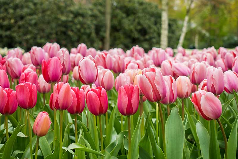 A horizontal image of pink tulips growing in the garden with trees and shrubs in soft focus in the background.