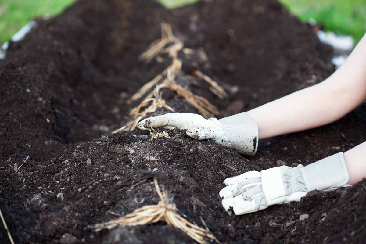 A close up image of two gloved hands planting crowns in a ridge and furrow system in dark, rich earth in the garden.