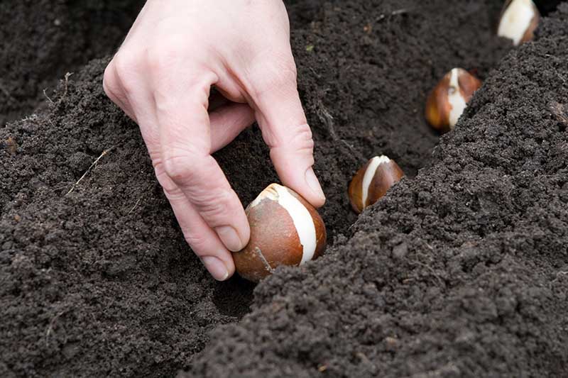 A close up horizontal image of a hand planting spring bulbs in dark, rich soil.