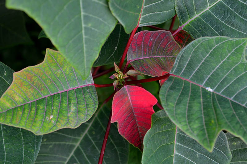 A close up top down horizontal image of a poinsettia plant with its foliage starting to change color to reveal the colorful red bracts, pictured on a soft focus background.