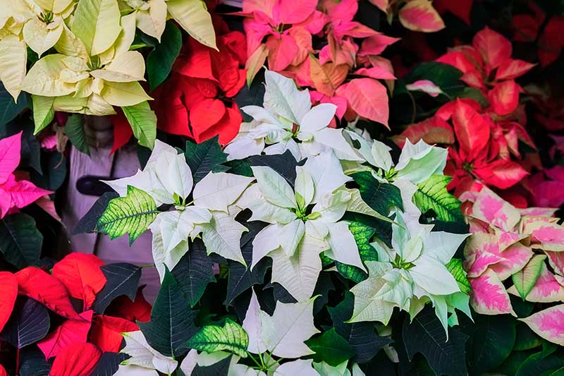 A close up top down picture of different Christmas flowers with colorful bracts in pink, white, red, and variegated shades, pictured on a soft focus background.