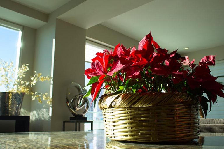 How to Grow and Care for Poinsettia Plants Gardener’s Path