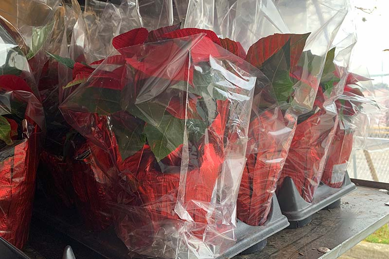 A close up horizontal image of a collection of poinsettia plants in pots surrounded by cellophane wrappers to protect them during transportation.
