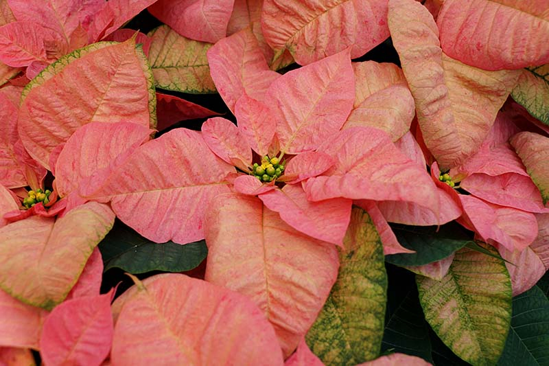 A close up horizontal image of the pink bracts of Euphorbia pulcherrima ‘Christmas Beauty Cinnamon’ pictured on a soft focus background.