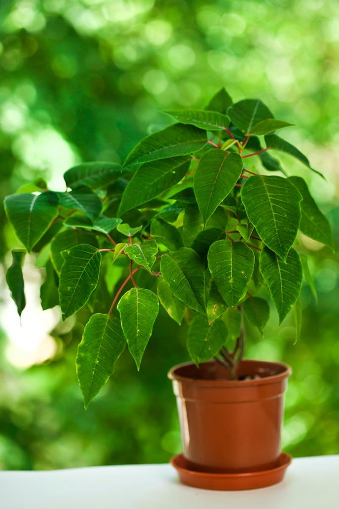 How to Grow and Care for Poinsettia Plants Gardener’s Path