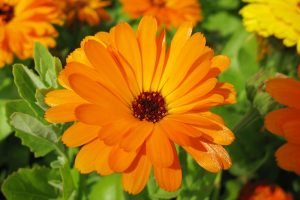 A close up horizontal image of bright orange pot marigold flowers growing in the garden pictured in bright sunshine on a soft focus background.