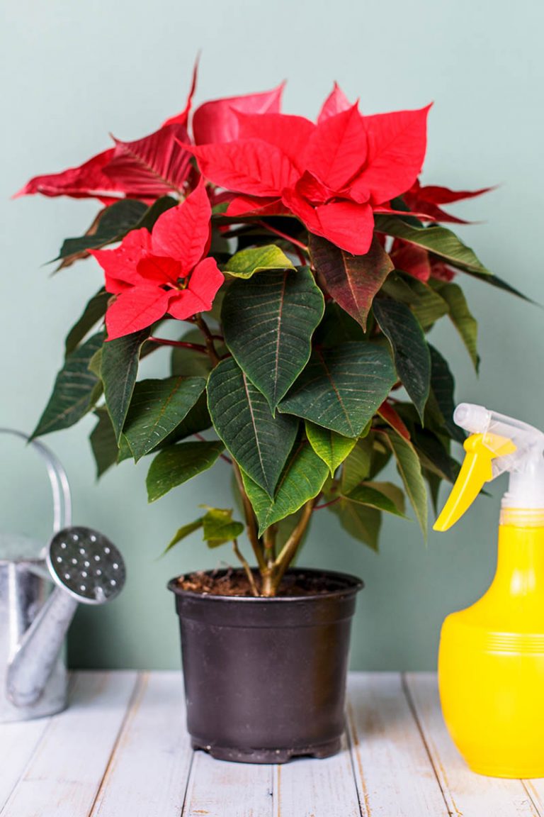 How to Grow and Care for Poinsettia Plants Gardener’s Path