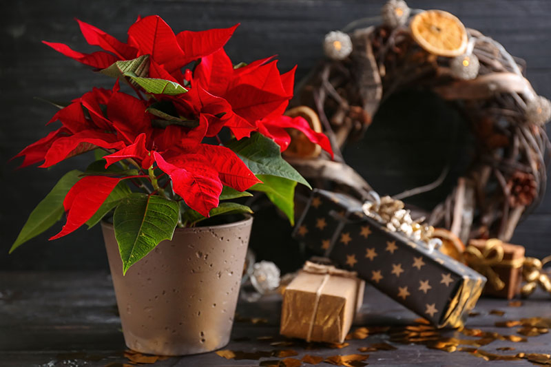 A close up horizontal image of a poinsettia plant with bright red bracts and green leaves growing in a decorative pot, to the right of the frame are Christmas gifts and a wreath in soft focus, all placed on a wooden surface.