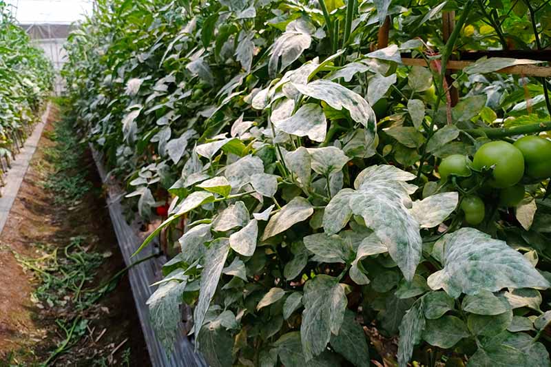 A horizontal image of a row of tomato plants growing in a greenhouse suffering from powdery mildew, pictured in light filtered sunshine.