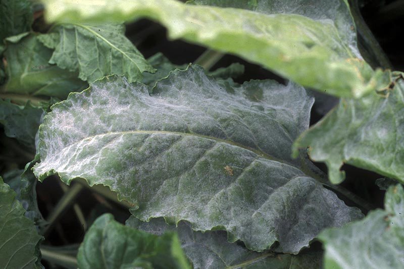 A close up horizontal image of Beta vulgaris foliage suffering from powdery mildew, a fungal infection that affects the leaves.