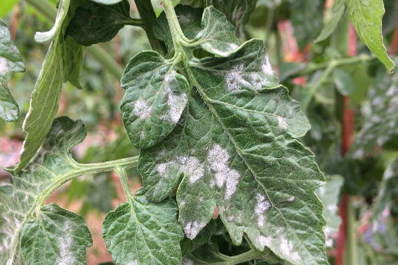 A close up horizontal image of the foliage of a tomato plant suffering from a fungal infection called powdery mildew, pictured on a soft focus background.