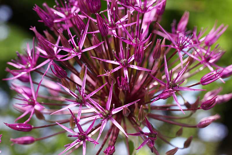 A close up horizontal image of a pink ornamental allium growing in the garden, pictured in filtered sunshine on a soft focus background.