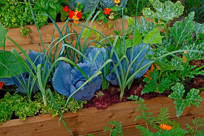 A close up horizontal image of a wooden raised garden bed growing a variety of different vegetables.