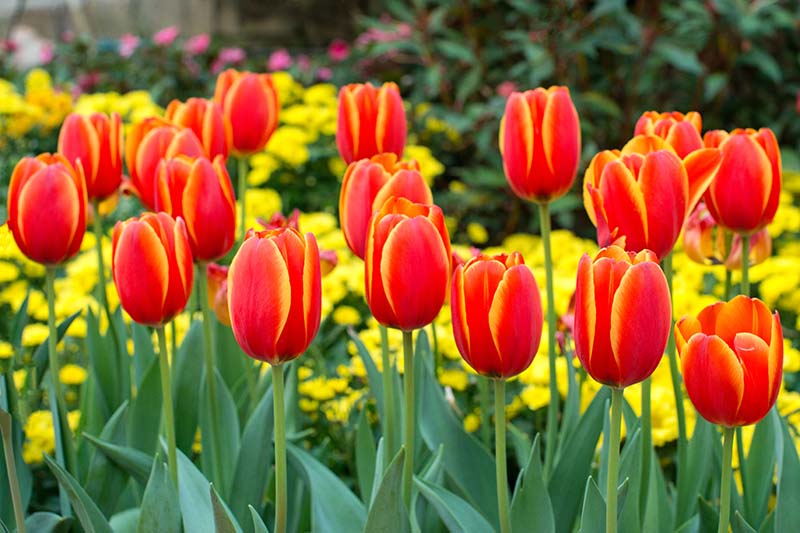 A close up horizontal image of red and yellow tulips growing in the garden pictured on a soft focus background.