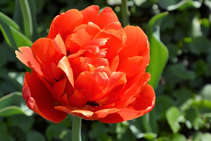 A close up horizontal image of a bright red flower, pictured in sunshine on a soft focus background.