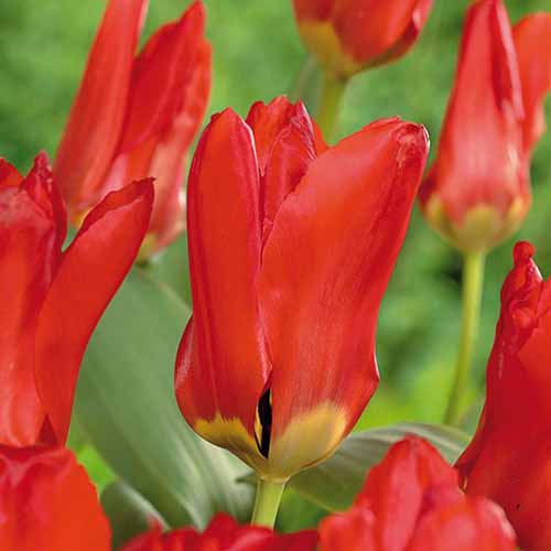 A close up of a 'Red Emperor' tulip growing in the garden with foliage in soft focus in the background.