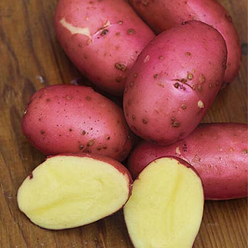 A close up square image of of 'Red Luna' potatoes with one cut in half to show the yellow flesh, set on a wooden surface.