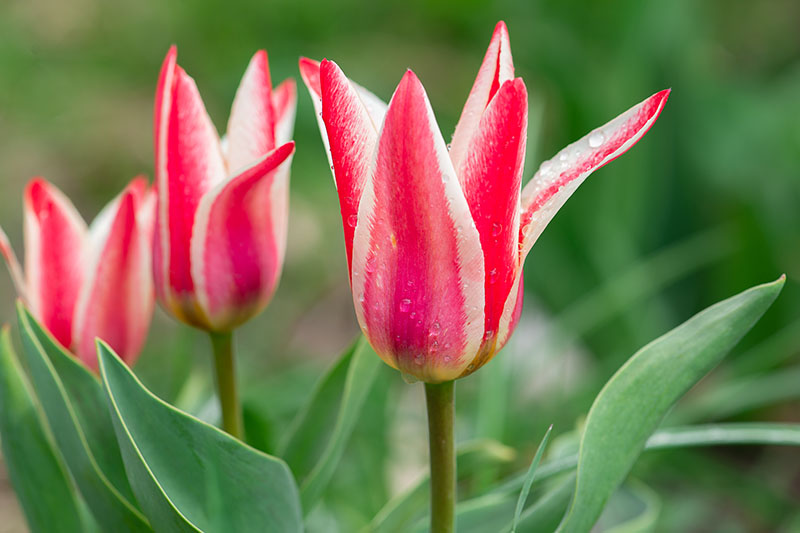 Red and white Greigii tulips growing in the garden pictured on a soft focus background.
