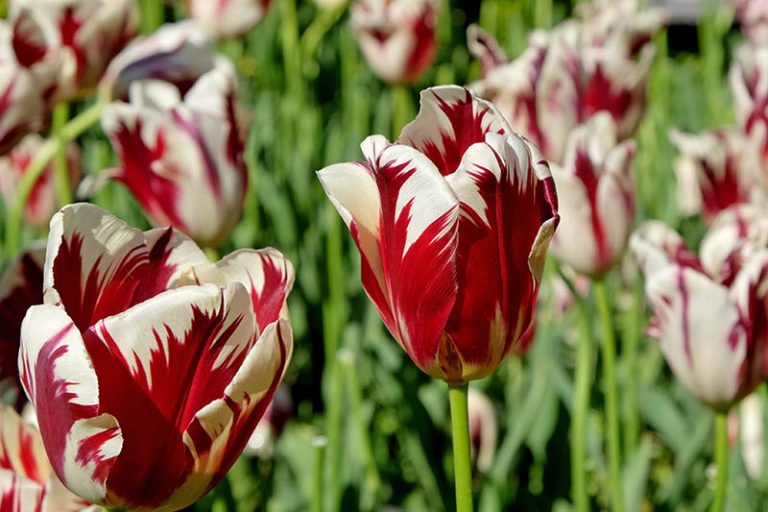 Types of Tulip Flowers: 15 Beautiful Divisions | Gardener’s Path