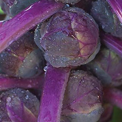 A close up square image of a purple brussels sprout variety 'Redarling' with mature buds.