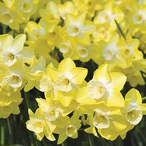 A close up square image of bright yellow 'Regeneration' daffodils growing in the garden pictured in bright sunshine.