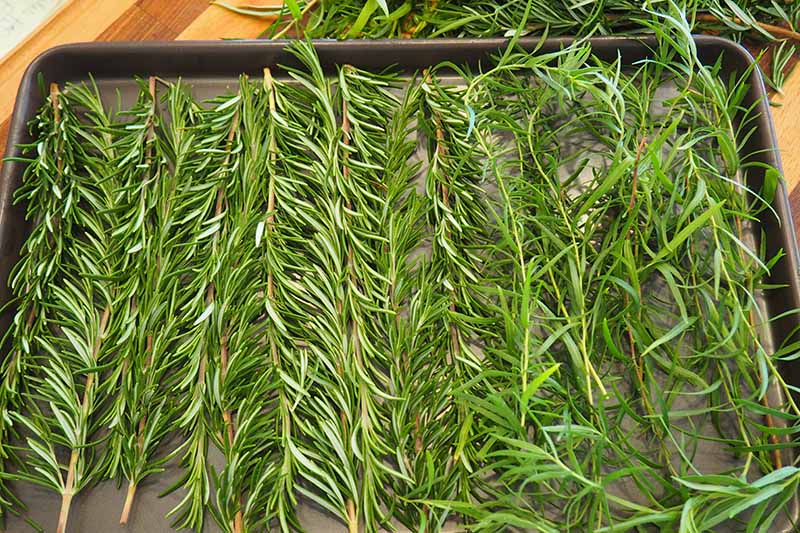 A close up horizontal image of rosemary and tarragon stalks placed on a gray metal tray for freezing.