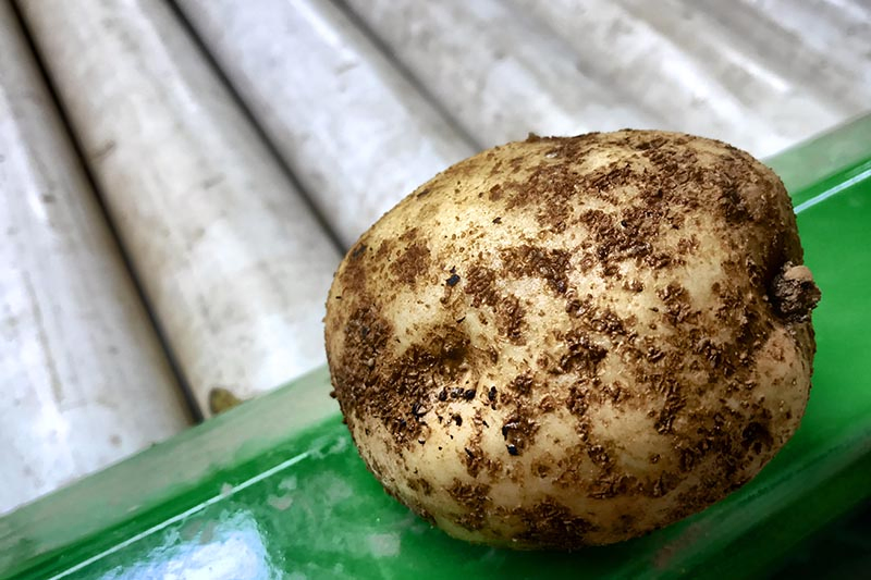 A close up horizontal image of a potato suffering from a disease called scab set on a green surface.