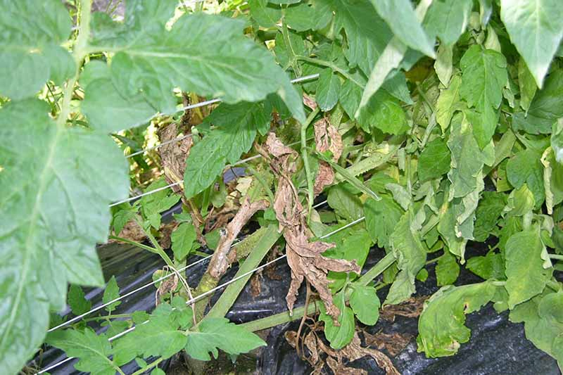 A close up horizontal image of tomato plants growing in the garden showing symptoms of sclerotinia timber rot causing them to wilt and die.