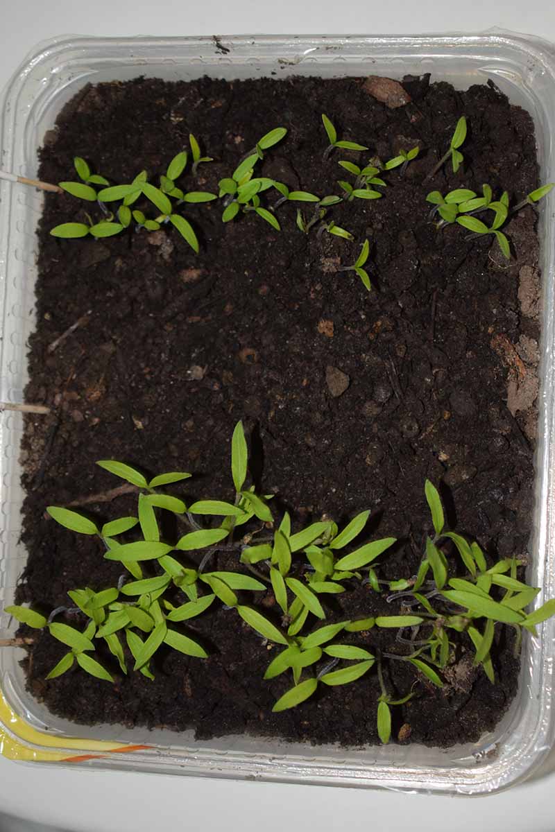 A close up vertical image of a small takeout container planted with tiny seedlings.