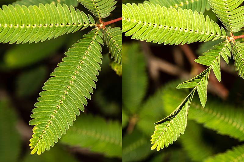 A close up horizontal image comprising two images, one on the left showing the shameplant with its leaves open and the one on the right showing the same plant reacting to a stimulus and closing its leaves, both pictured on a soft focus background.