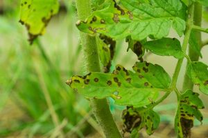 How to Identify and Treat Common Tomato Diseases | Gardener’s Path